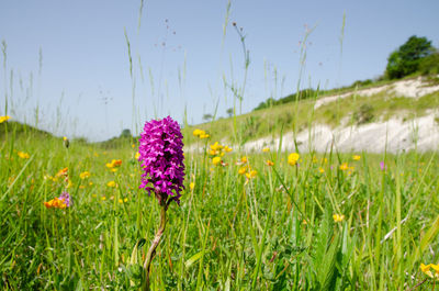 Close-up of purple flowering plant on field