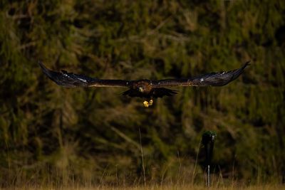 Bird flying over a field