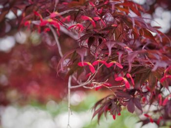 Close-up of red maple leaves on tree