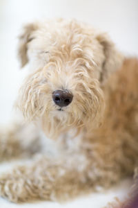 Close-up portrait of dog