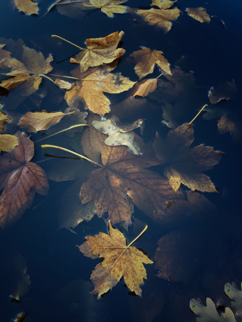 leaf, autumn, nature, change, plant, beauty in nature, no people, tree, maple leaf, outdoors, close-up, scenics, landscape, water, floating on water, fragility, branch, day, maple