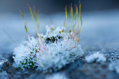 Close-up of frozen plant