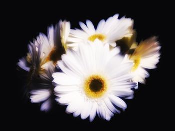 Close-up of white flowers against black background