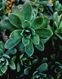 High angle view of succulent plant