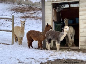 Alpaca farm