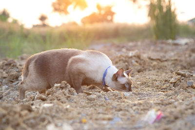 View of a dog on field
