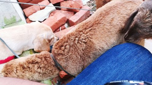 High angle view of dogs sleeping