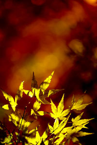 Close-up of yellow flowering plant during autumn