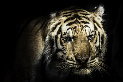 Close-up portrait of horse