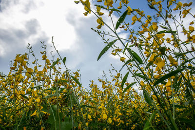 Low angle view of yellow flowering plant against sky