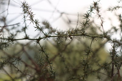 Close-up of plants against fence