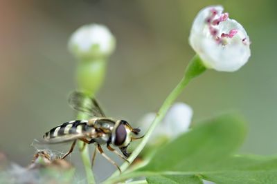 Close-up of insect on flower