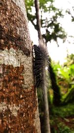 Close-up of lizard on tree trunk