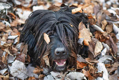 Close-up of dog