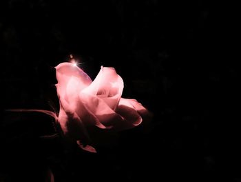 Close-up of pink flower