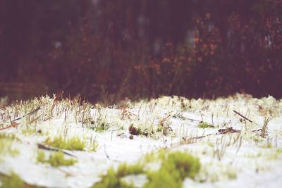 Close-up of snow on field