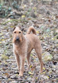 Portrait of dog standing outdoors