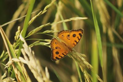 Butterfly on leaf