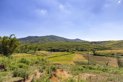 Scenic view of agricultural field against sky