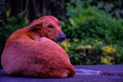 Close-up of dog looking away