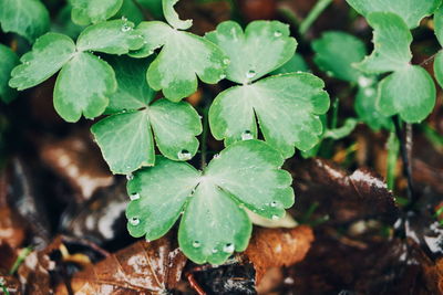 Close-up of raindrops on leaves