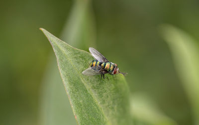 Close-up of fly on leaf