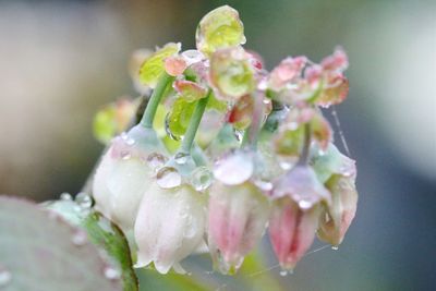 Close-up of flowers in water