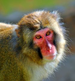 Close-up of monkey looking away