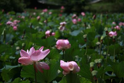 Close-up of pink water lily flowers in pond