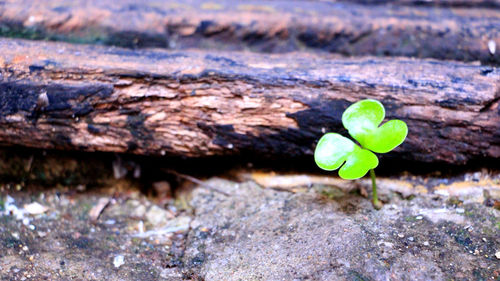 Close-up of green leaves