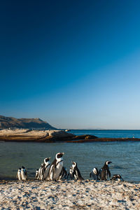 Penguins perching at beach against clear sky