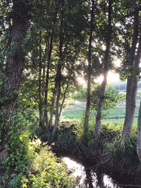 Trees in forest