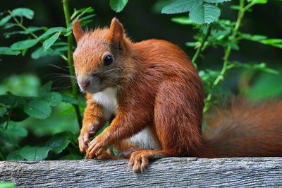 Close-up of red squirrel on wood by plants