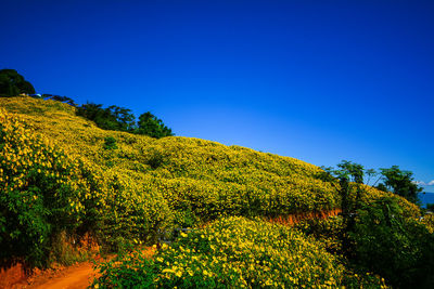 View of yellow flowers against clear sky