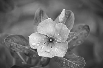 Close-up of raindrops on wet flower petal