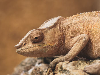 Close-up of chameleon on rock