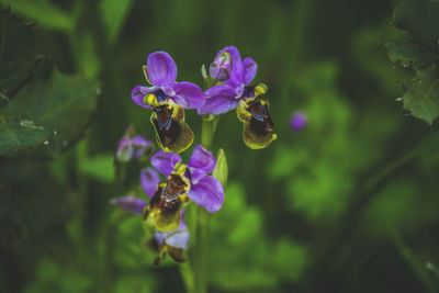 Close-up of purple flowers blooming