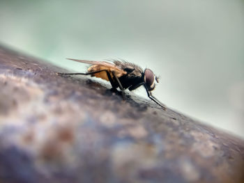 Close-up of fly on rock