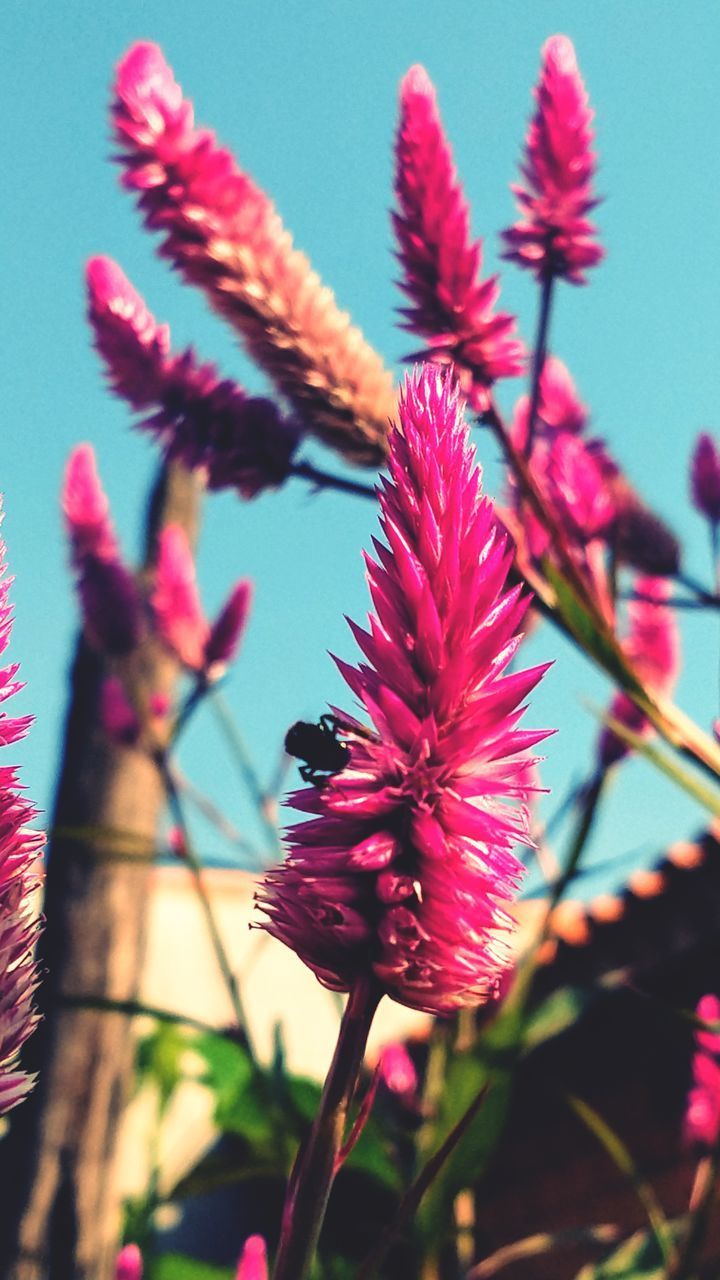 CLOSE-UP OF PINK FLOWERING PLANT