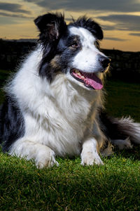 Close-up of dog looking away on field