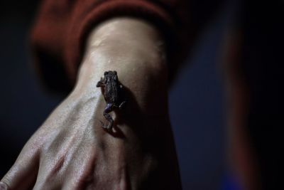 Close-up of insect on hand