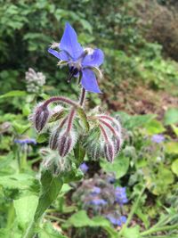 Close-up of purple flowers blooming