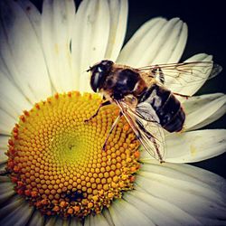 Close-up of bee pollinating on flower