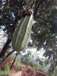 Low angle view of plant hanging from tree