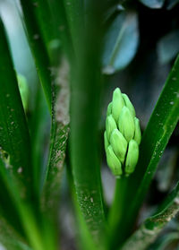 Close-up of water drops on plant growing in field