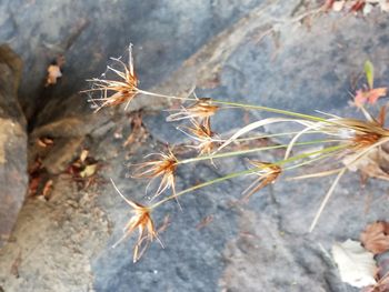 Close-up of plant