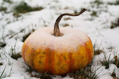 Close-up of pumpkin on field during winter