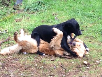 Puppy relaxing on grassy field