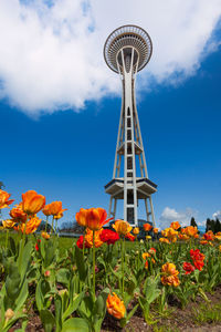 Low angle view of flowering plant against sky