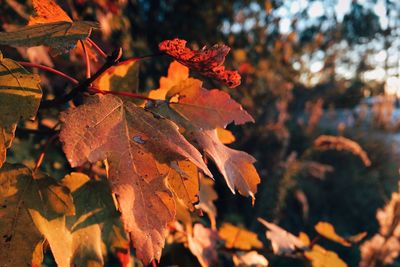 Close-up of maple leaves